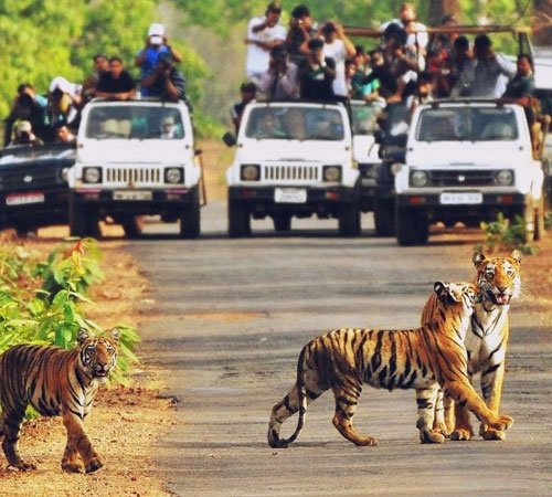 wild life safariin rishikesh